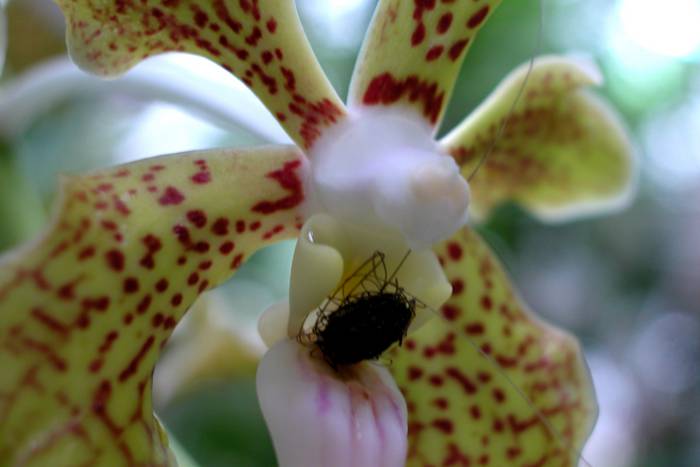 Ein kleines Haarknäuel in einer gefleckten Orchidee.