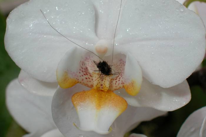 Weisse Orchidee.