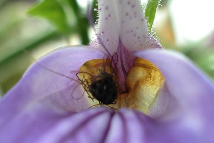 Ein kleines Haarknäuel in einer violetten Orchidee.